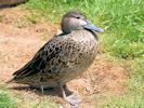 Cinnamon Teal (WWT Slimbridge May 2013) - pic by Nigel Key